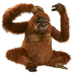 Orangutan PNG-31363